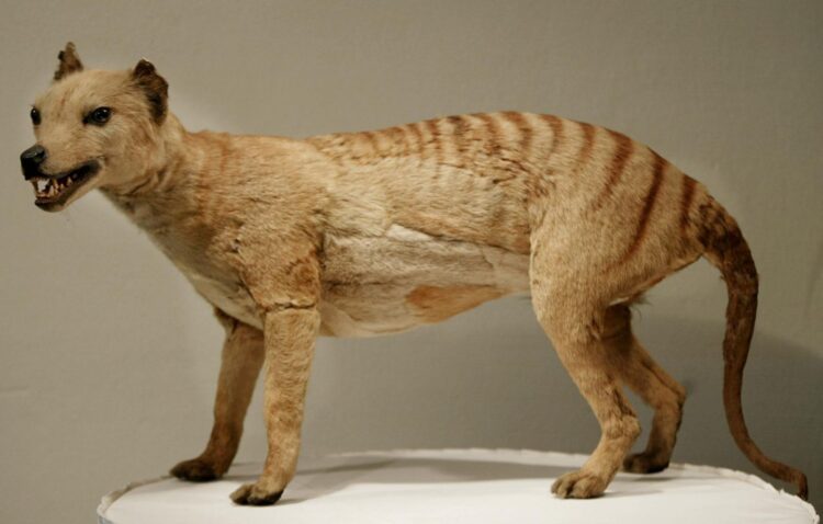 180111-thylacine-full-1440x918-7951236