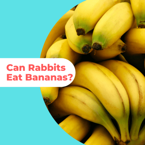 can-rabbits-eat-bananas-when-not-to-feed-it-2111866