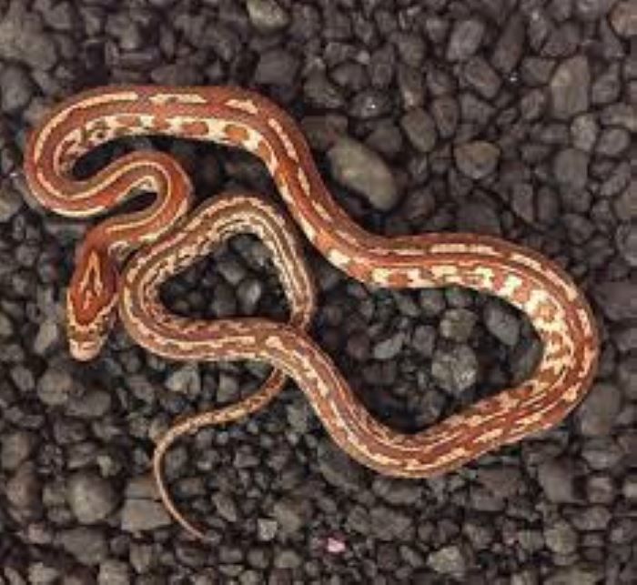 Tessera Corn Snake Morph: Traits, History, & Care (with Pictures)