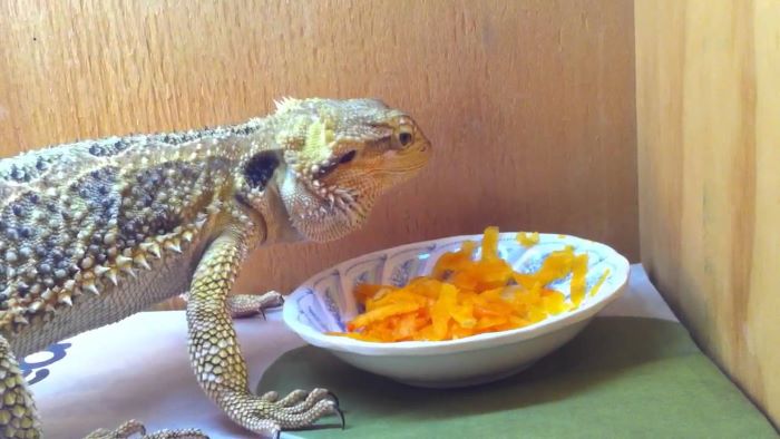 Can Bearded Dragons Eat Pumpkin?