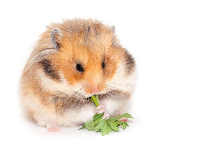 Can Hamsters Eat Parsley? Things You Need Should Know