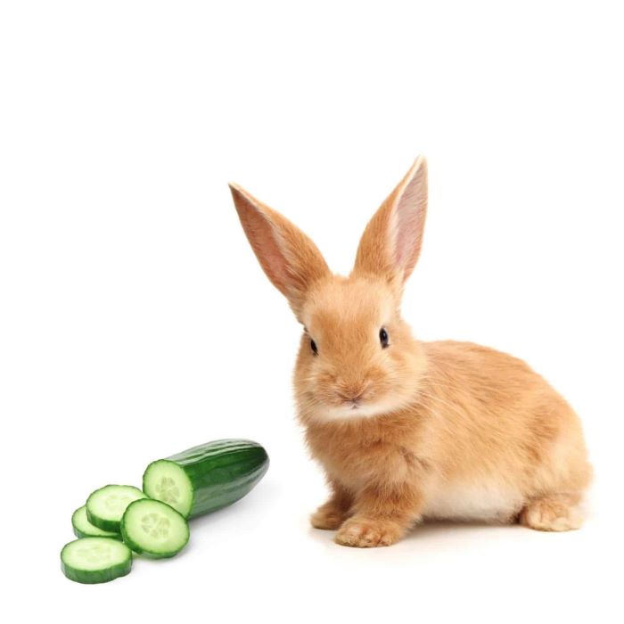 Can Rabbits Eat Cucumbers? What You Need to Know!