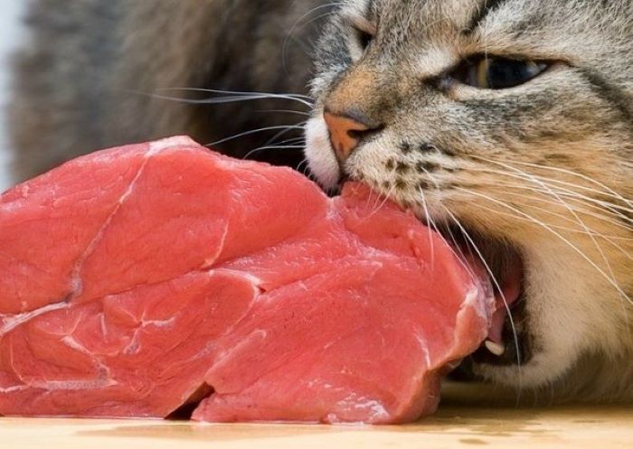 Do Cats Eat Goat Meat?