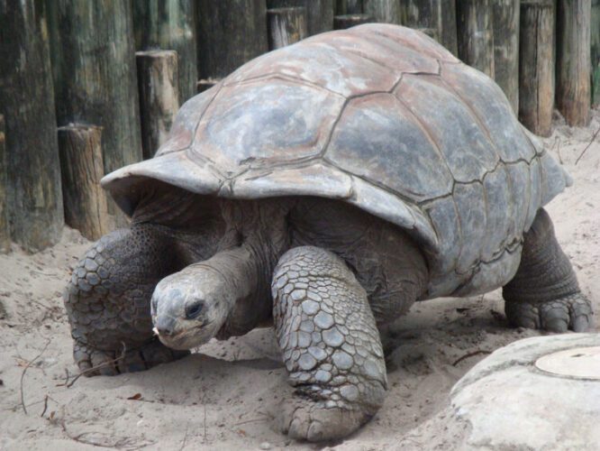 1200px-a-_gigantea_aldabra_giant_tortoise-1561230