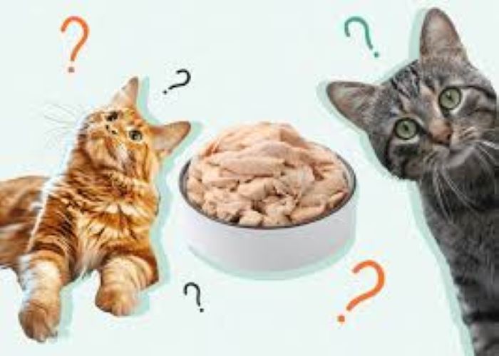 Can Cats Eat Canned Chicken?