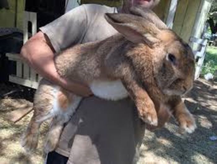 Flemish Giant Rabbits