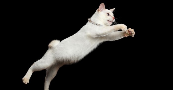 How fast can a Calico Cat run, and how high Can They Jump?