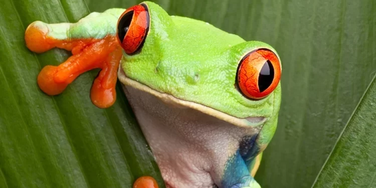 red-eyed-tree-frog-on-leaves-3-2_2x1-4923732