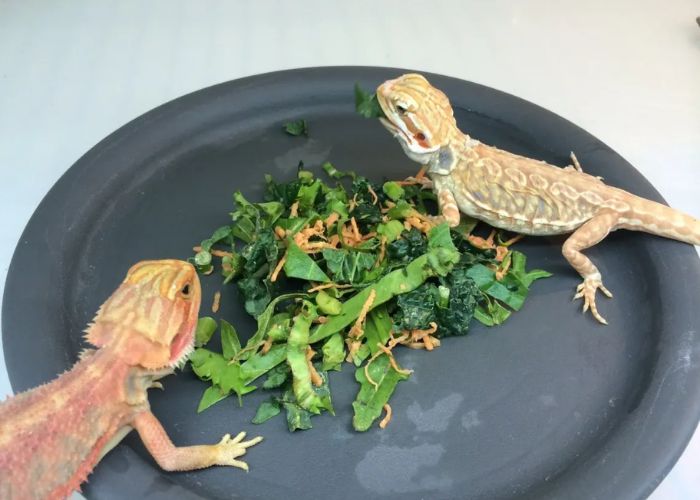 can bearded dragons eat oatmeal