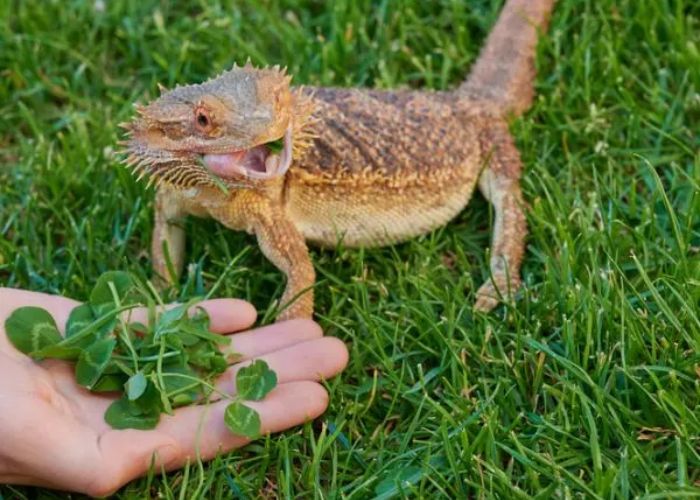 Can Bearded Dragons Eat Nettles