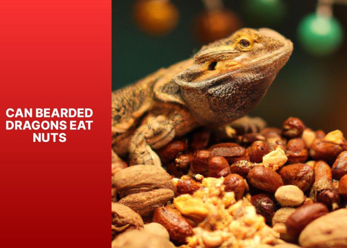 Can Bearded Dragons Eat Nats