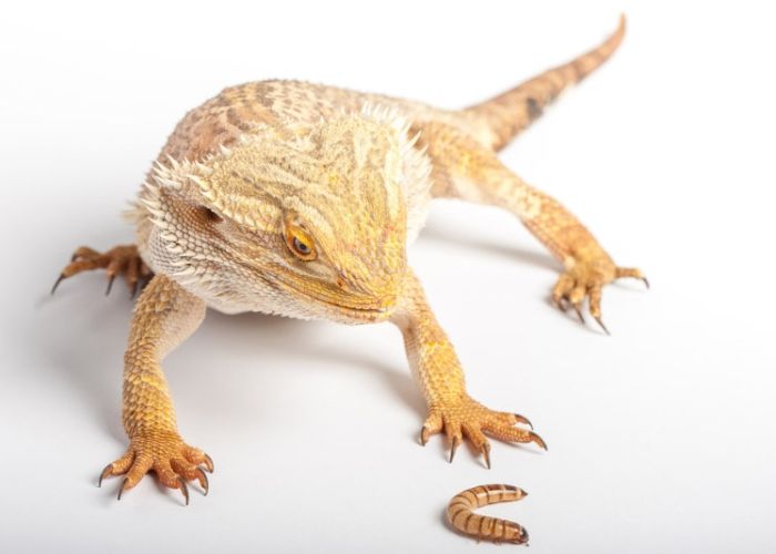 can bearded dragons eat water bugs
