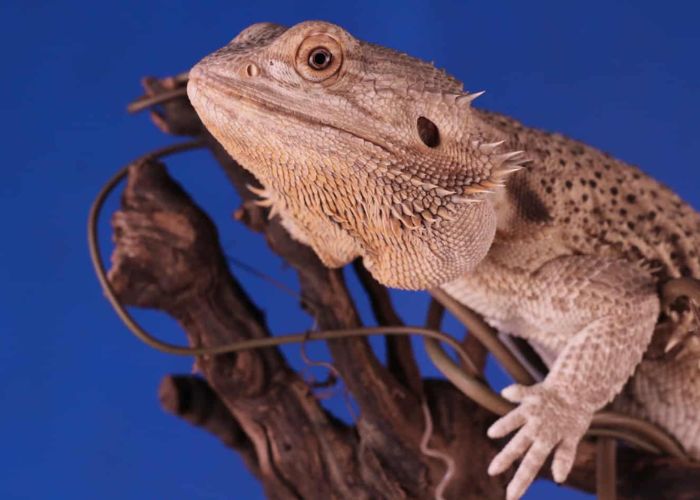 can bearded dragons eat wasps