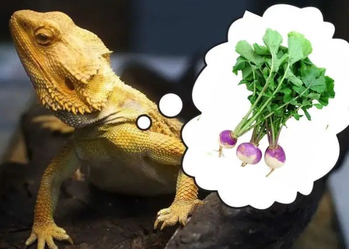 Can Bearded Dragons Eat Turnips