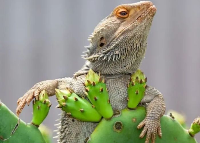 Can Bearded Dragons Eat Xmas Cactus