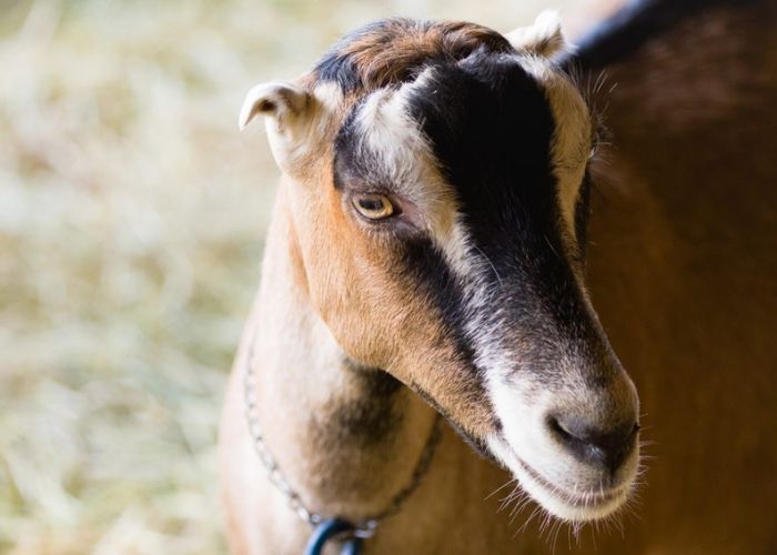 why do goats have rectangular pupils