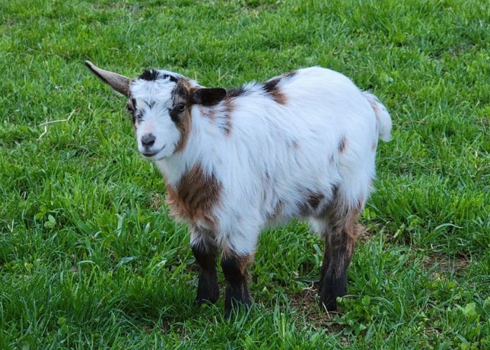 How Much Does a Fainting Goat Cost