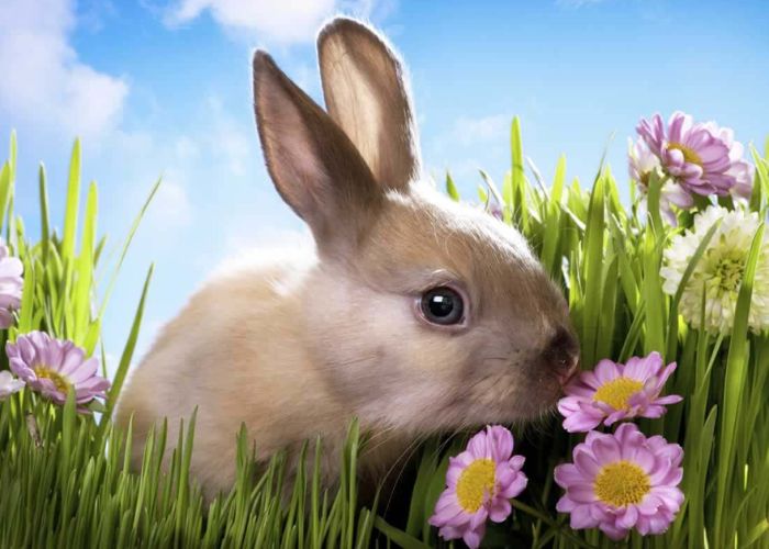 Harmful Foods for Rabbits