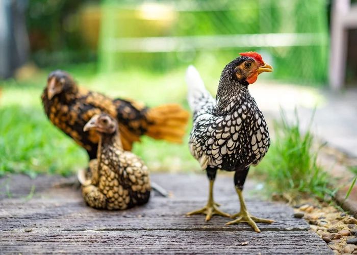12 Cutest Chicken Breeds