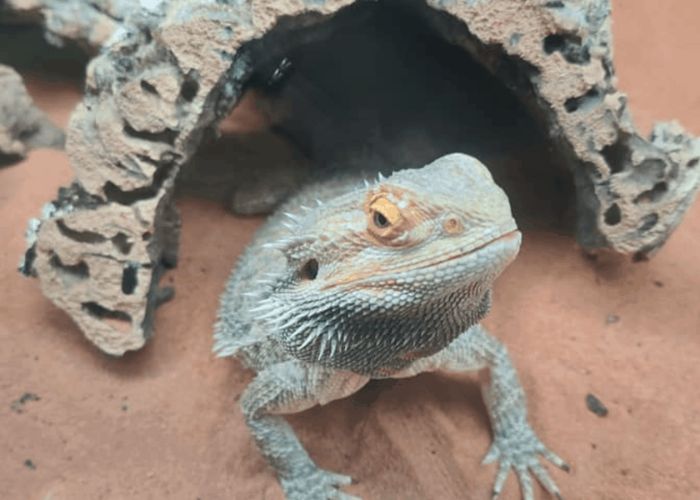 can bearded dragons eat jalapenos