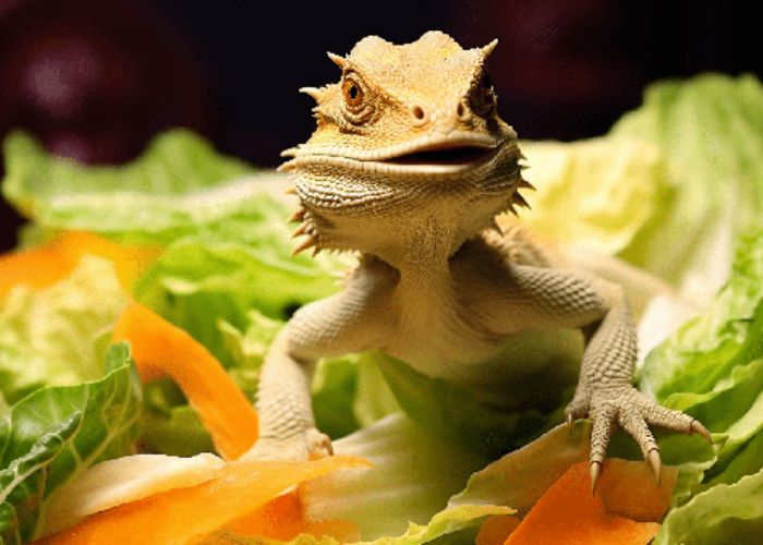 can bearded dragons eat lacinato kale