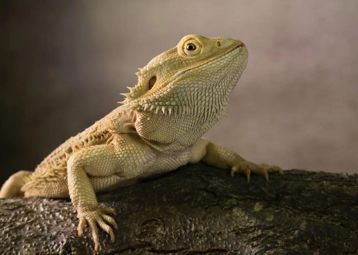 can bearded dragons eat hot dogs