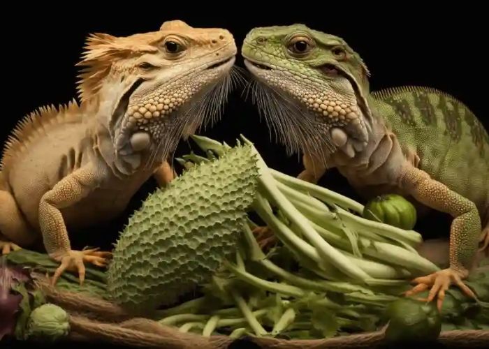 can bearded dragons eat edamame
