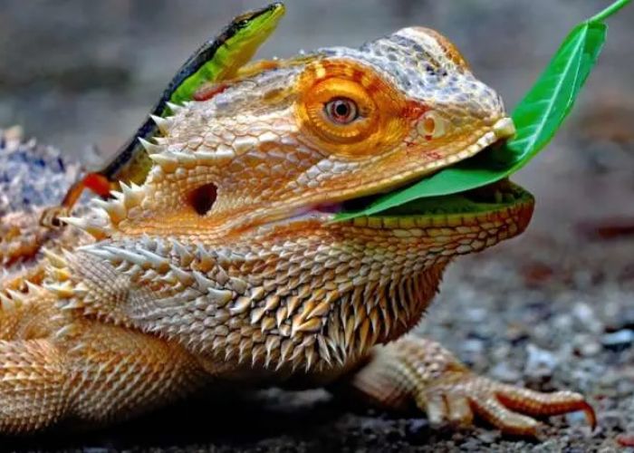 can bearded dragons eat daffodils