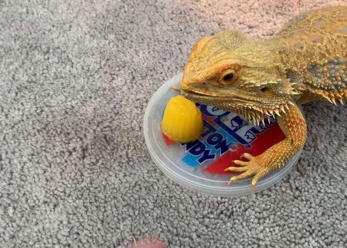 Can Bearded Dragons Eat Jello