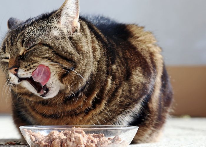 Best Food for Cats With a Sensitive Stomach