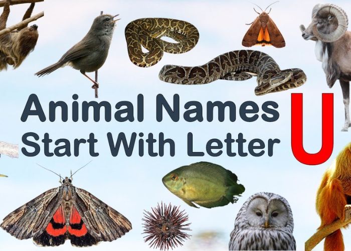 Animals That Start With U