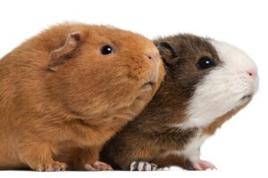 American or Abyssinian Guinea Pigs- Your Guinea Pig Guide