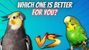 budgerigar-or-cockatiel-selecting-feathered-friends