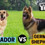 Labrador Retriever vs. German Shepherd- Discovering the Best Companion