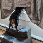 Recognising the Early Signs of Hip Dysplasia in Dogs- A Comprehensive Guide