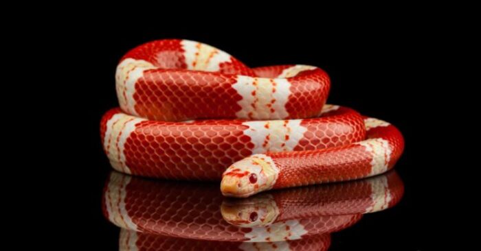 10 Exotic Snakes Perfect for Reptile Enthusiasts in 2024