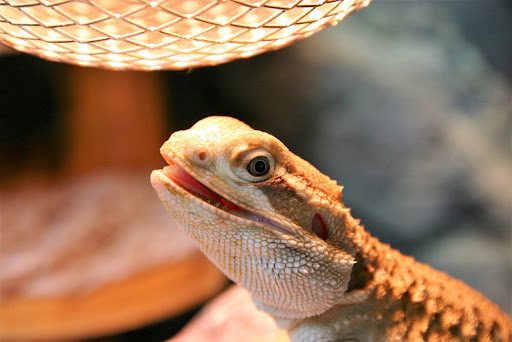 Choosing the Best 2024 Reptile Heating Options-What You Need to Know