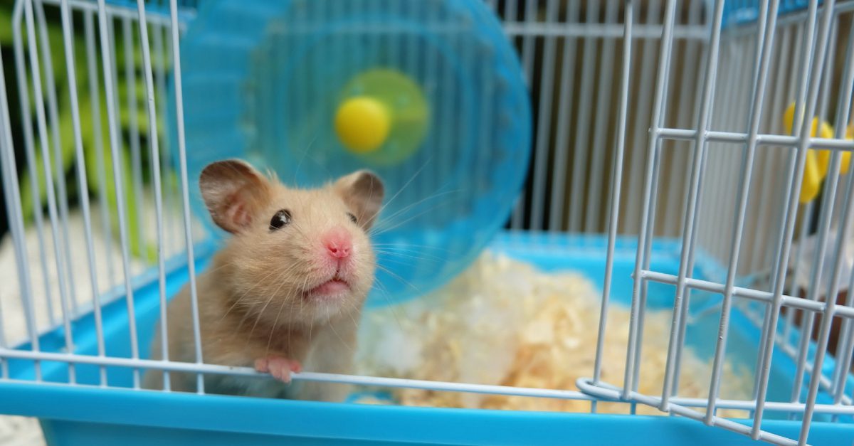 Best Syrian Hamster Cages in 2024